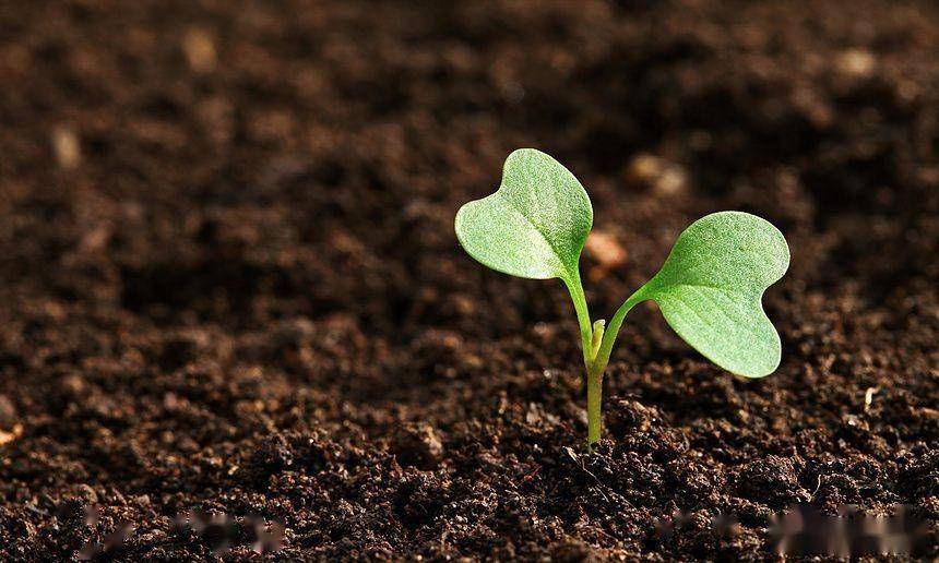 Fertilizantes orgánicos, para que la tierra "